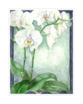 Witte Orchidee, 30 x 40 cm. inclusief passe-partout € 60,--